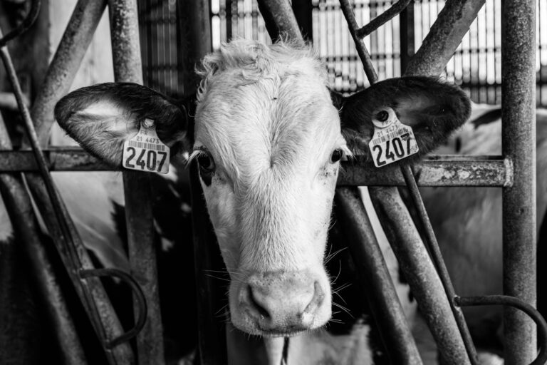 Vache de la ferme de Cîteaux - Ferme bovine - Élevage bovin - Fabrique de fromage