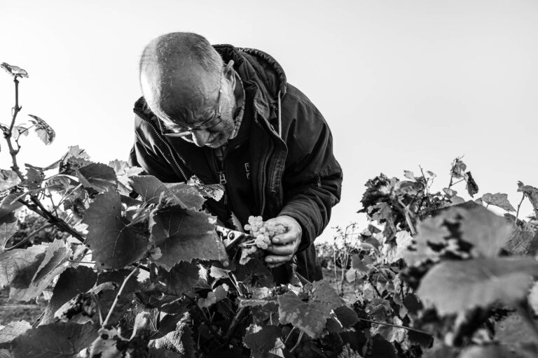 Vérification de la vigne - Viticulteur Maisdon-sur-Sèvre - Joseph Batard - Muscadet Sèvre-et-Maine