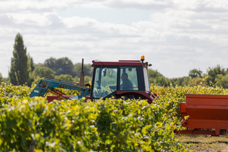 Passage du tracteur dans les rangs - Déchargement des raisins - Reportage photo - Brunet-Monié