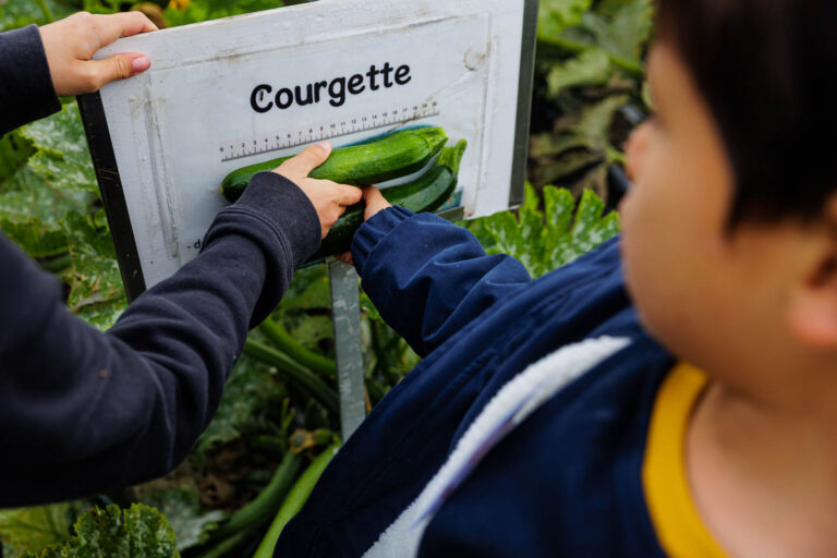 Mesure de courgettes dans potager - Apprentissage maraîchage ludique - Photographie publicitaire - Agence Brunet-Monié