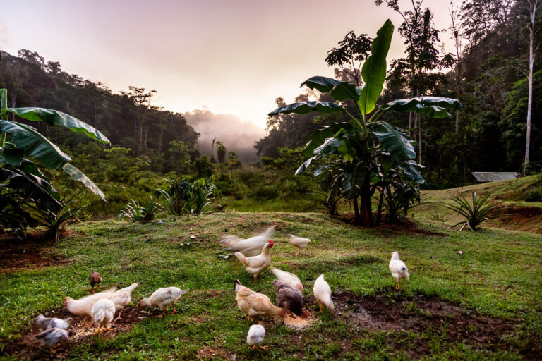 Poules picorant en clairière - Lever de soleil forêt amazonienne - Photoreportage documentaire nature - Agence Brunet-Monié