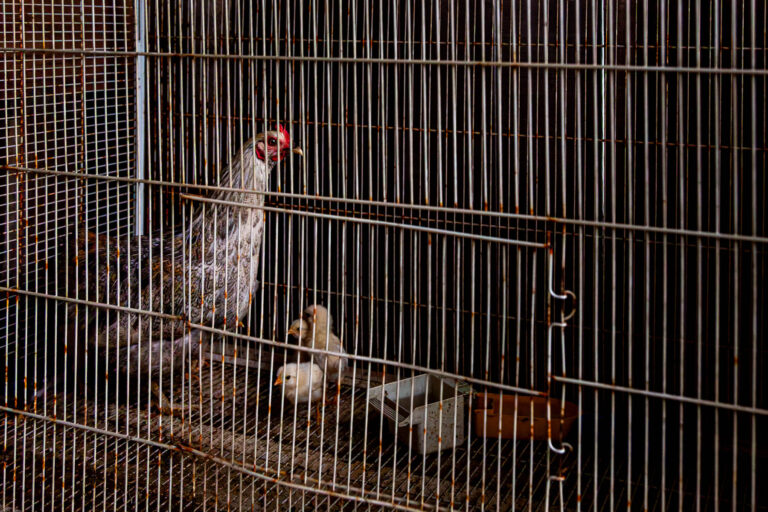 Poule et poussins en cage métallique - Vie quotidienne camp minier - Mines légales en Guyane - photographe nantes