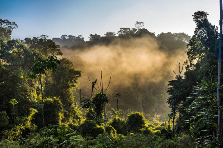 Forêt tropicale éclairée par soleil - Brume matinale sur canopée amazonienne - Photoreportage environnement - Agence Brunet-Monié