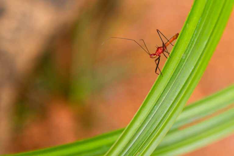 Insecte rouge sur feuille verte - Macro faune tropicale amazonienne - Photoreportage biodiversité - Agence Brunet-Monié